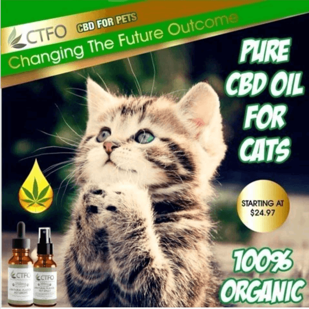 Is CBD Oil Good for Cats