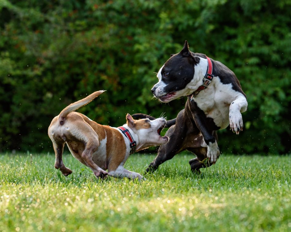 Two dogs playing