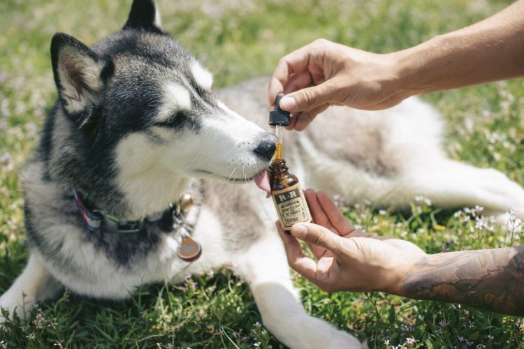 CBD Oil for your pet