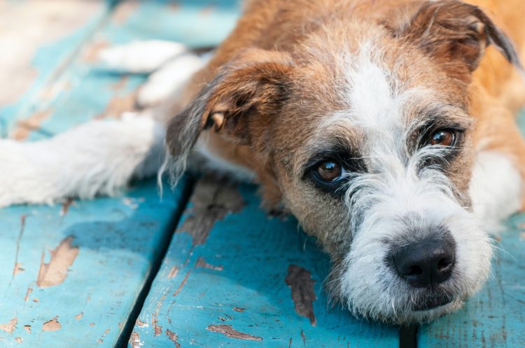 Animal Healing: Helping An Aging Dog Express Her Needs