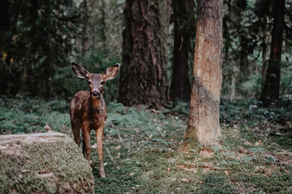 Running Fawn: Talk to Animals and Watch the Amazing Results!