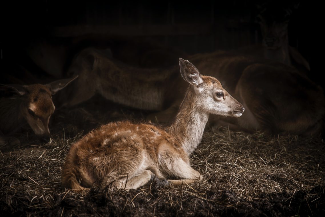 Baby Fawn: Talk to Animals and Watch the Amazing Results!