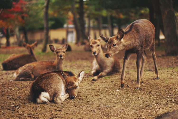 Group of Fawns: Talk to Animals and Watch the Amazing Results!