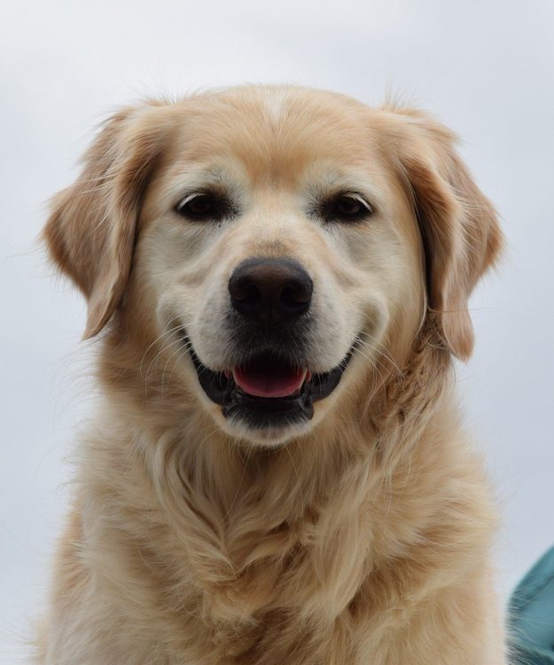 Animal Healing: Helping An Aging Dog Express Her Needs