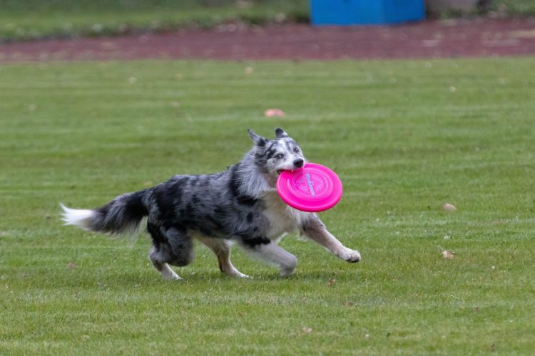 dog games frisbee