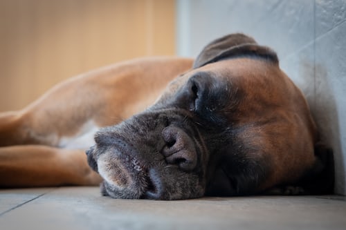 kidney and liver failure in dogs