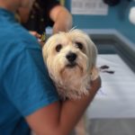 vet kidney and liver failure in dogs