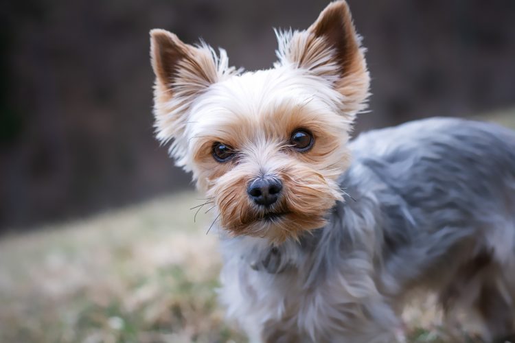 yorkshire terrier kidney and liver failure in dogs
