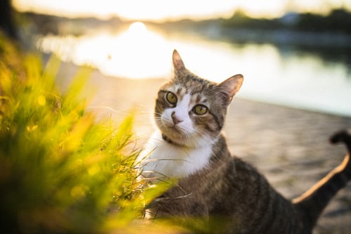 new cat corina_rainer unsplash