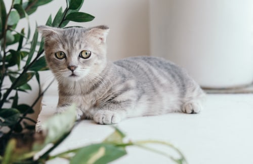 new cat tran-mau-tri-tam unsplash