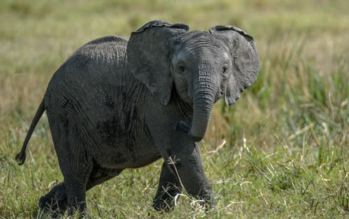 baby elephant 2