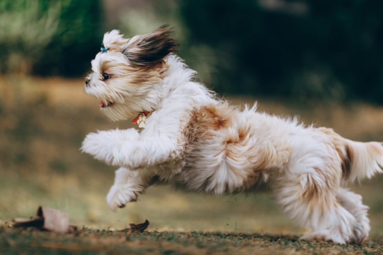 happy healthy dog