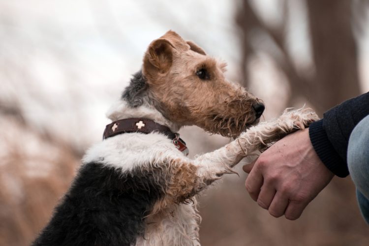 speaking to animals