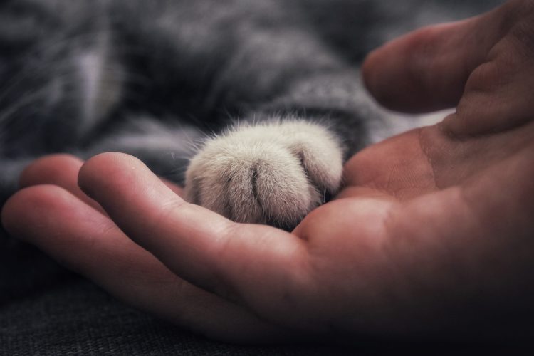 grieving a pet