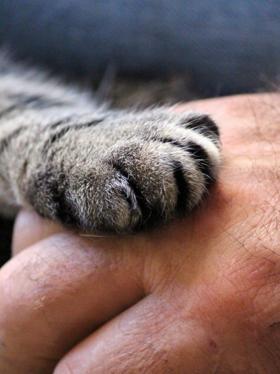 cats-paw