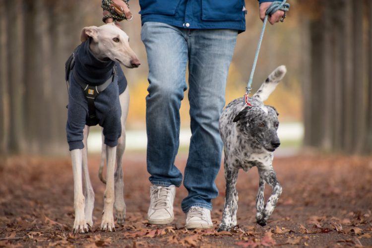 walk for a dog app