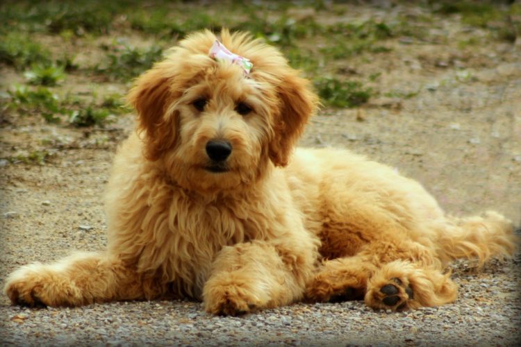 goldendoodles