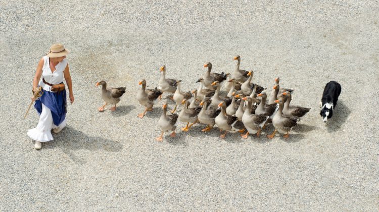 communicate with animals 5