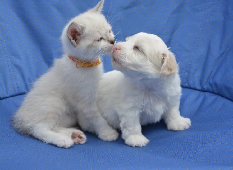 pet essentials