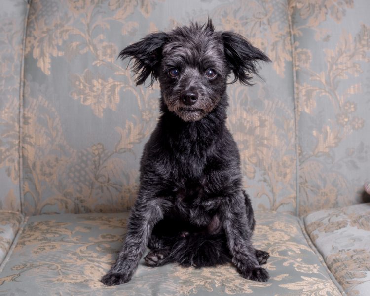 anxious dog