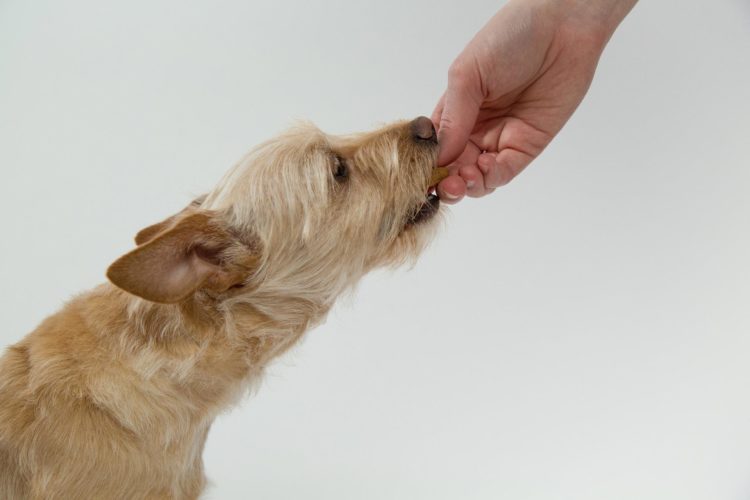 dog's diet