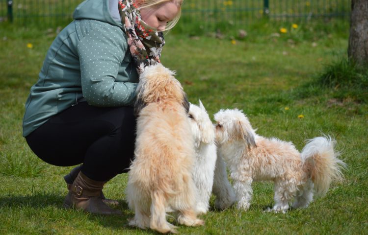 dog training 4