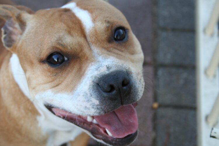 pit bull smile