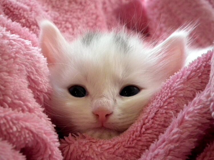kitten proofing