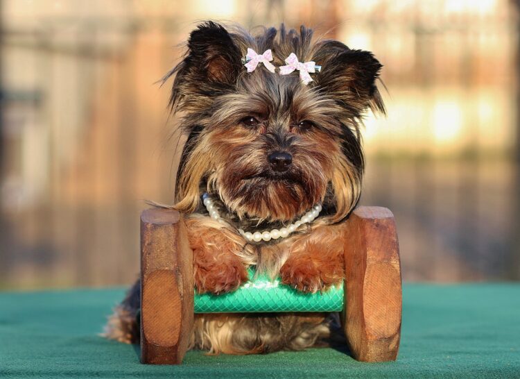 yorkshire-terrier-1169973_1920