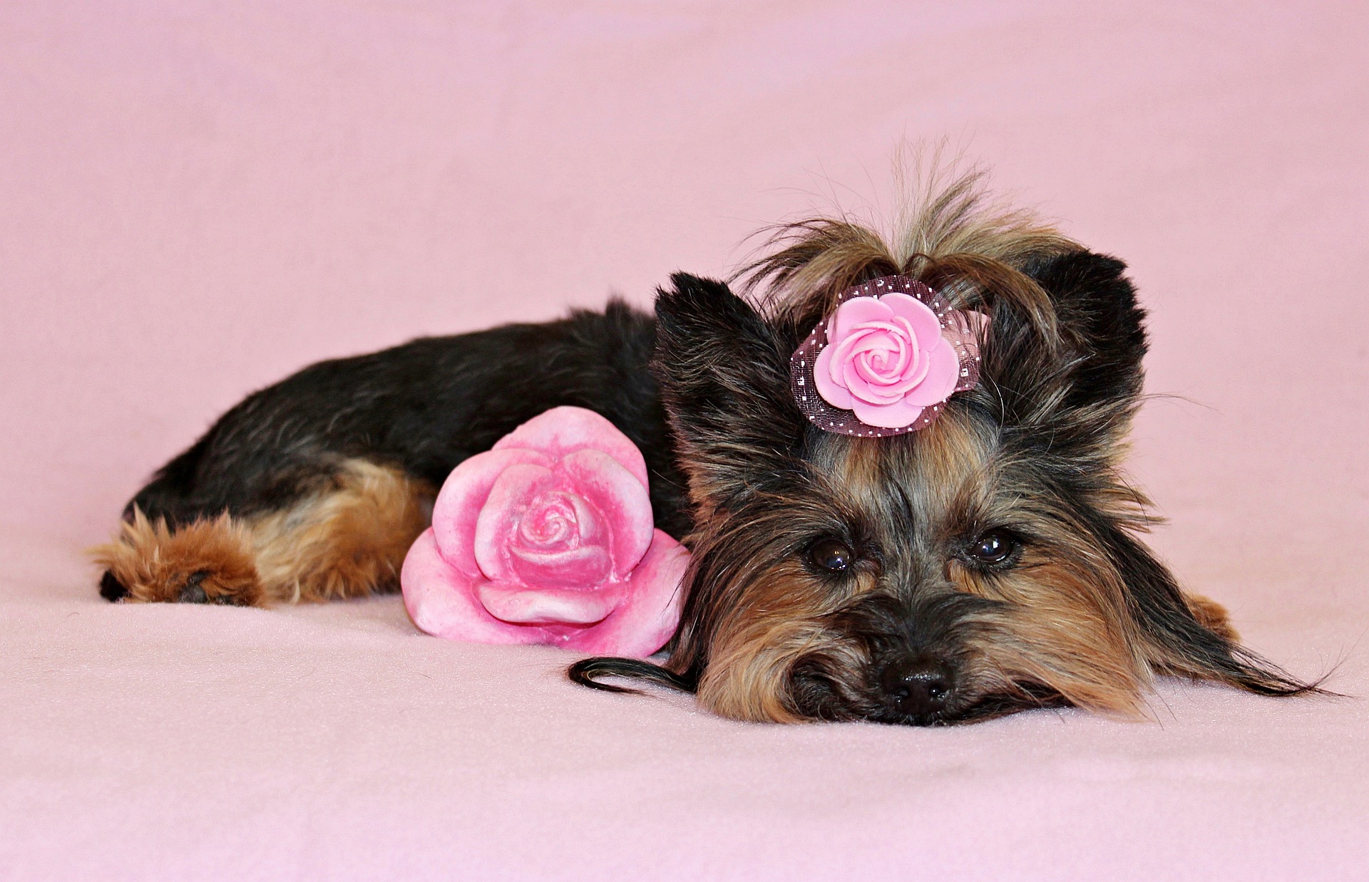 7 Things You Need To Know Before Getting a Yorkshire Terrier - Val Heart