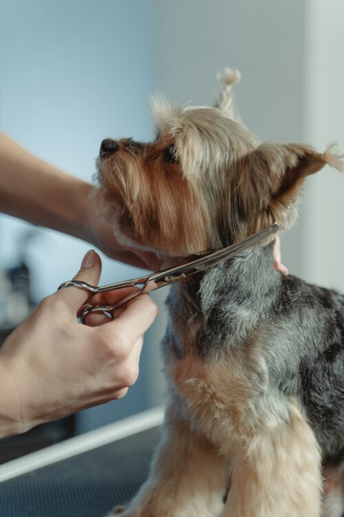 yorkshire terrier grooming
