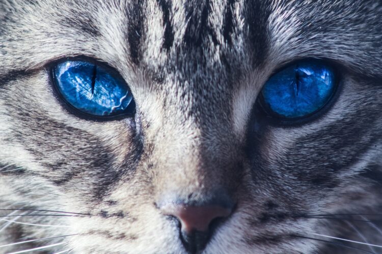 heart energy eyes