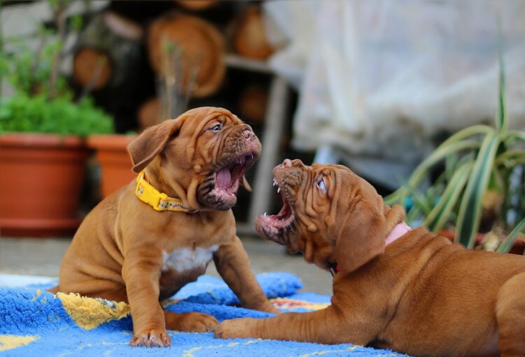 Why is My Pet So Aggressive