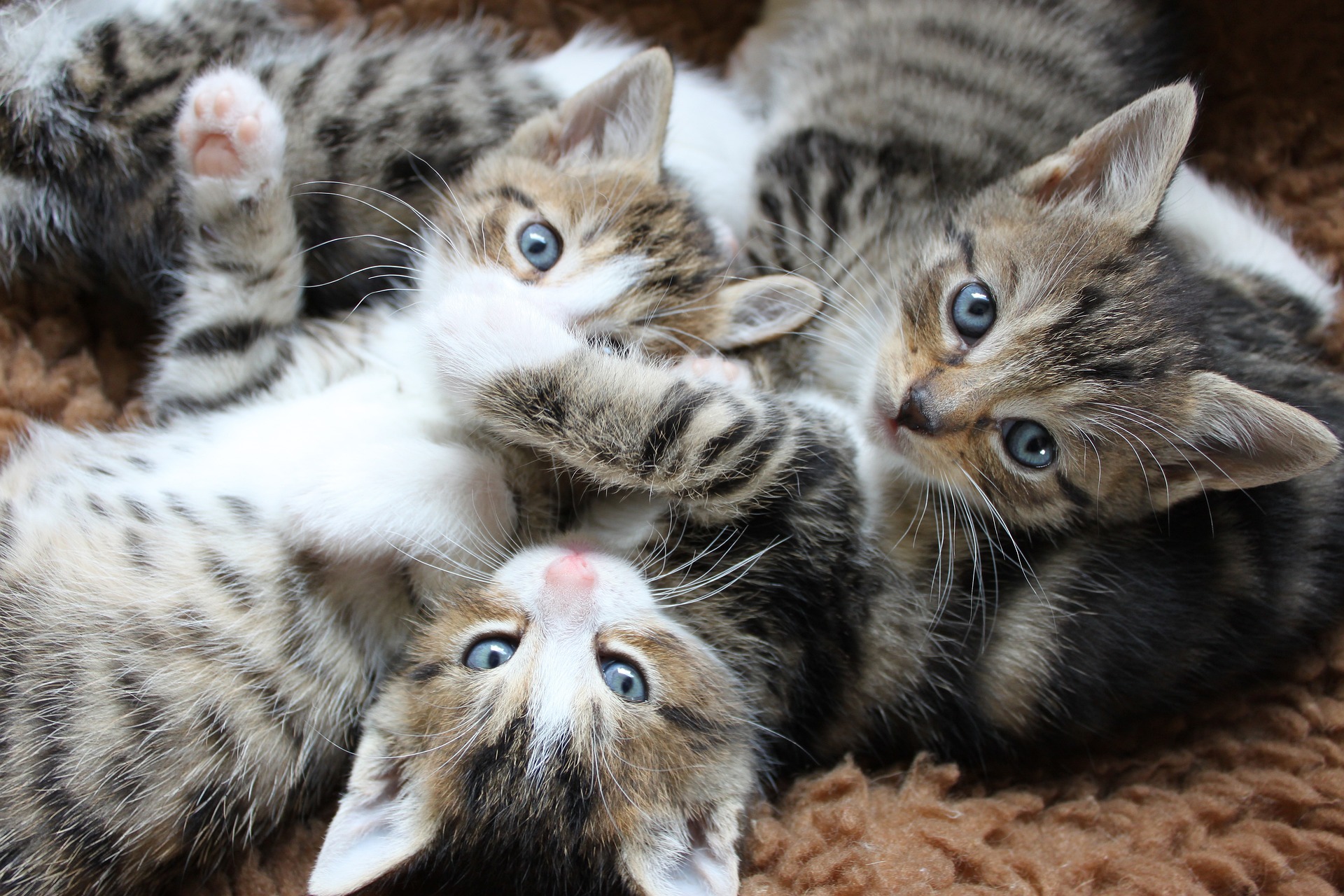 How To Tell Cats Age Warning Ignoring This Could Cost You Big - 460j8uh