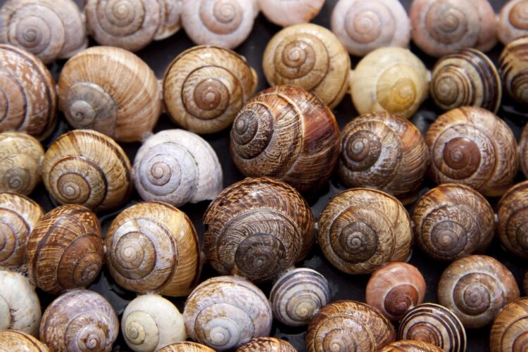 snails 2