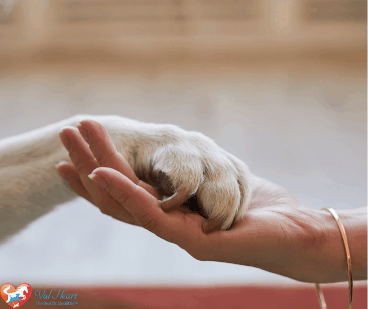 animals in spirit